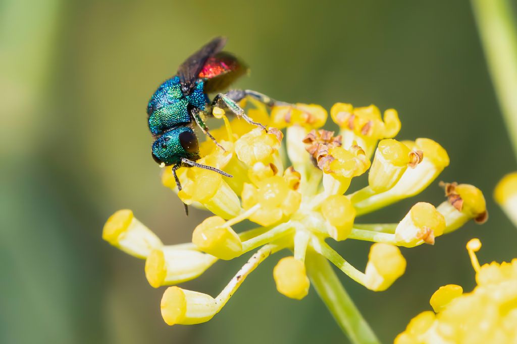 Chrysididae sp.